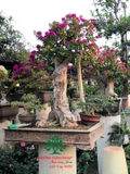 Hoa Giấy