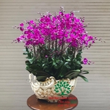Hoa Lan