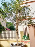 CÂY HOA MỘC HƯƠNG