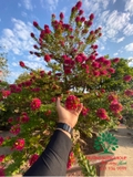 Hoa Giấy
