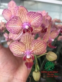 Hoa Lan