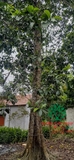 CÂY TAI CHUA