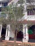 CÂY HOA MỘC HƯƠNG