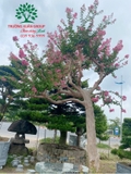 HOA TƯỜNG VI