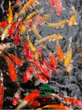 HỒ CÁ KOI 38
