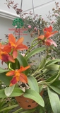 Hoa Lan