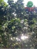 Cây Hoa Nguyệt Quế