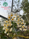 Hoa Lan
