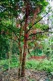 Cây Dâu Da Đất