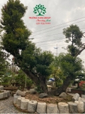 Cây Hồng Xiêm
