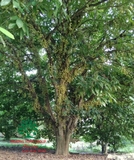 Cây Dâu Da Đất