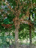 Cây Dâu Da Đất