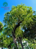 Cây Lộc Vừng