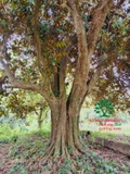 Cây Vú Sữa