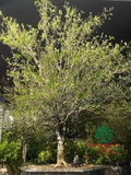 CÂY HOA MỘC HƯƠNG