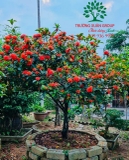 CÂY HOA MẪU ĐƠN TA (TRUYỀN THỐNG)