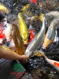 Hồ cá Koi 48