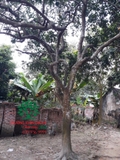 CÂY BƯỞI