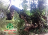 CÂY GẠO