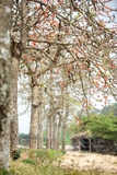 Cây Gạo