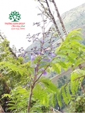 Cây Phượng