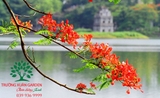 Cây Phượng