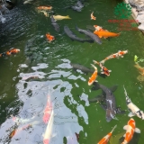 Hồ cá Koi 50
