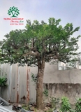 Cây Khế
