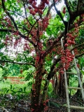Cây Dâu Da Đất