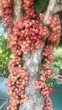 Cây Dâu Da Đất