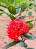 CÂY HOA MẪU ĐƠN TA (TRUYỀN THỐNG)