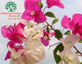 Hoa Giấy