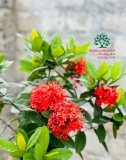 CÂY HOA MẪU ĐƠN TA (TRUYỀN THỐNG)
