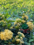 CÂY HOA MẪU ĐƠN TA (TRUYỀN THỐNG)