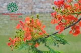 Cây Phượng