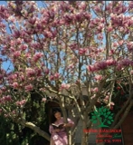 HOA MỘC LAN