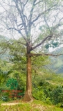 Cây Sang
