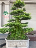 CÂY MAI CHIẾU THỦY