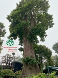 CÂY NHỘI