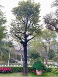 CÂY THỊ