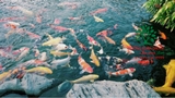 Hồ cá Koi 49