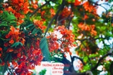 Cây Phượng
