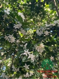 Cây Hoa Nguyệt Quế