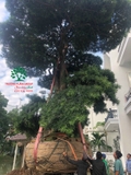 Thi công thực tế 81