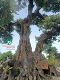 Cây Khế
