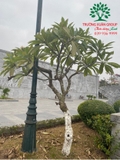 Cây Đại