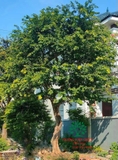 Cây Bồ Quân