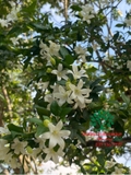 Cây Hoa Nguyệt Quế