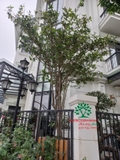 CÂY HOA MỘC HƯƠNG