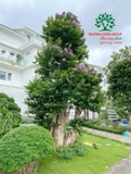 Cây Bằng Lăng